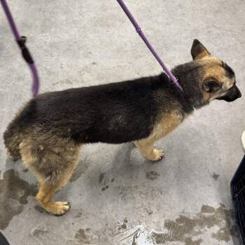 Mixed Breed Dogs Available for Adoption in Las Cruces, New Mexico - Gloria | PetCurious