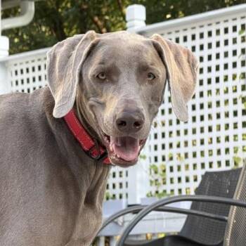 Papo -  Weimaraner Dog for Adoption in Fairfax, Virginia - Papo | PetCurious