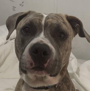 Parker -  Mountain Cur and American Bulldog Dog for Adoption in Fort Lauderdale, Florida - Parker | PetCurious