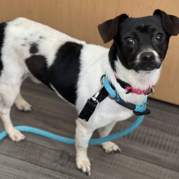 Mixed Breed Dogs Available for Adoption - Ryder | PetCurious