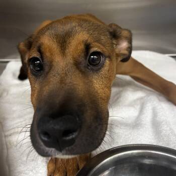 Bartholomew -  Mixed Breed Dog for Adoption in Winston-salem, North Carolina - Bartholomew | PetCurious