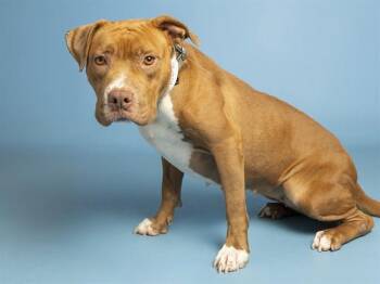STRAWBERRY -  Pit Bull Terrier Dog for Adoption in Phoenix, Arizona - STRAWBERRY | PetCurious