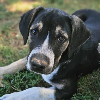 Labrador Retriever and Shepherd Dogs Available for Adoption in Gilbert, Arizona - Zeke | PetCurious