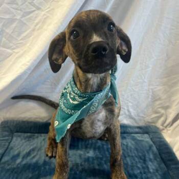 Pancake -  Mixed Breed Dog for Adoption in Canal Winchester, Ohio - Pancake | PetCurious