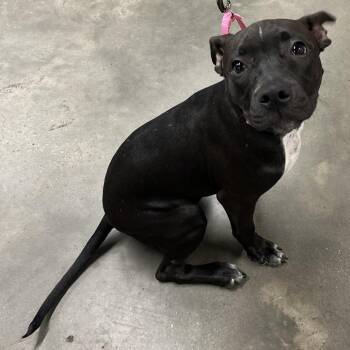 Mistie (Ravyn) -  Terrier Dog for Adoption in Tampa, Florida - Mistie (Ravyn) | PetCurious