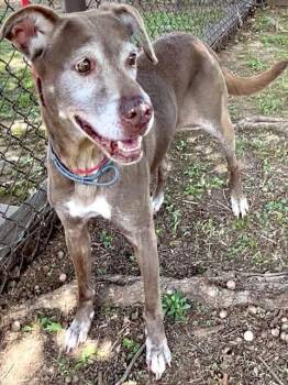 IZZY -  Labrador Retriever and Pointer Dog for Adoption in Grovetown, Georgia - IZZY | PetCurious