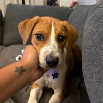 Bella -  Beagle and Mixed Breed Dog for Adoption - Bella | PetCurious