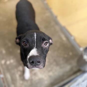 Bob Seager -  Mixed Breed Dog for Adoption in Columbiana, Alabama - Bob Seager | PetCurious