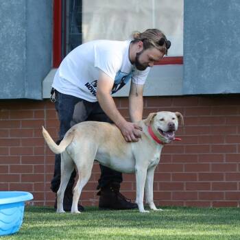 Nala -  Labrador Retriever and Mixed Breed Dog for Adoption in Evansville, Indiana - Nala | PetCurious