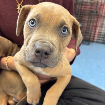 Pit Bull Terrier and Mixed Breed Dogs Available for Adoption - Silas (Puppy 10) | PetCurious