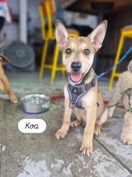 Koa -  German Shepherd Dog and Husky Dog for Adoption in Calgary, Alberta - Koa | PetCurious