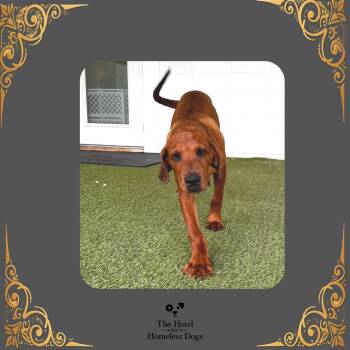 Styles -  Golden Retriever and Mixed Breed Dog for Adoption in Cumberland, Rhode Island - Styles | PetCurious