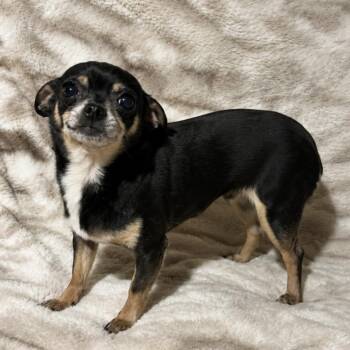 Mousie -  Chihuahua and Mixed Breed Dog for Adoption in Pelham, New Hampshire - Mousie | PetCurious
