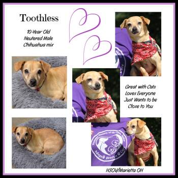 Toothless (Neutered) (Photos July 22nd and July 23rd 2026) -  Chihuahua Dog for Adoption in Marietta, Ohio - Toothless (Neutered) (Photos July 22nd And July 23rd 2026) | PetCurious
