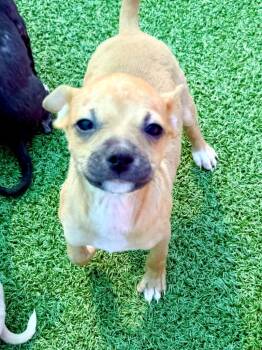 Chihuahua Dogs Available for Adoption - Case | PetCurious