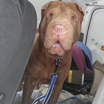 Rescue Shar Pei Dogs for Adoption in Hollywood, Florida - SHIFU | PetCurious