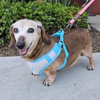 Sophia -  Dachshund Dog for Adoption in Apple Valley, California - Sophia | PetCurious