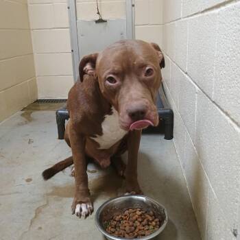 Wilson -  Pit Bull Terrier and Mixed Breed Dog for Adoption in Palestine, Texas - Wilson | PetCurious