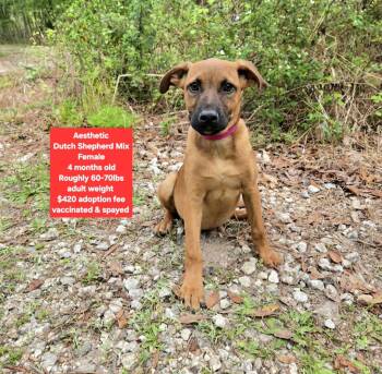 Dutch Shepherd Dogs Available for Adoption - Aesthetic  | PetCurious