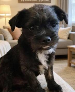 Chase -  Wirehaired Terrier Dog for Adoption in Camp Pendleton North, California - Chase | PetCurious