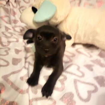 Chihuahua Dogs Available for Adoption - Button | PetCurious