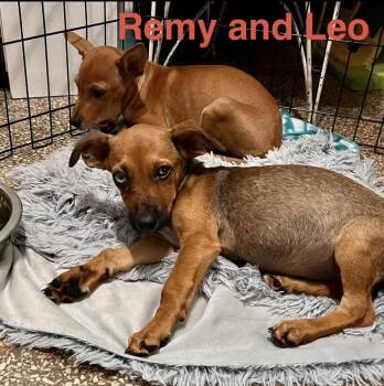 Remy -  Chihuahua Dog for Adoption in St. Petersburg, Florida - Remy | PetCurious