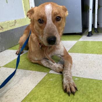 Cattle Dog Dogs Available for Adoption - Bingo | PetCurious