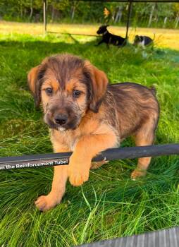 Titan -  Labrador Retriever and Terrier Dog for Adoption in Duluth, Minnesota - Titan | PetCurious