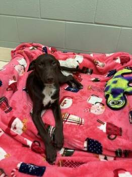 Faye -  Labrador Retriever and Shepherd Dog for Adoption in Kalamazoo, Michigan - Faye | PetCurious