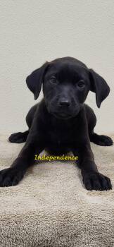 Independence -  Black Labrador Retriever Dog for Adoption in Marion, Mississippi - Independence | PetCurious