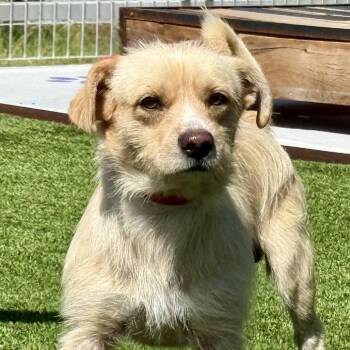 AJ -  Terrier Dog for Adoption in Hondo, Texas - AJ | PetCurious