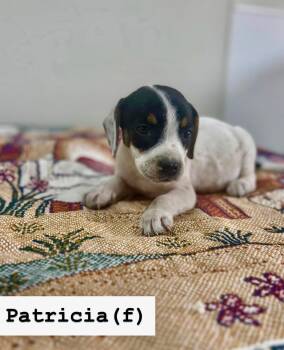 Black Labrador Retriever Dogs Available for Adoption - Patricia  | PetCurious