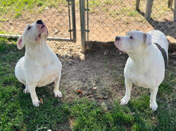 Nila & Jugs -  Pit Bull Terrier and Mixed Breed Dog for Adoption in Benton Harbor, Michigan - Nila & Jugs | PetCurious