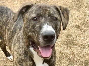 Rescue Mixed Breed Dogs for Adoption in Georgetown, Texas - George | PetCurious