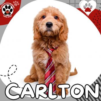 CARLTON -  Golden Retriever and Miniature Poodle Dog for Adoption in Foxfield, Colorado - CARLTON | PetCurious