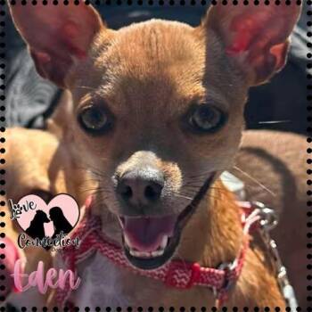 Chihuahua Dogs Available for Adoption in Gilbert, Arizona - Eden | PetCurious