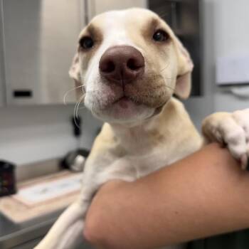 Shadow -  Terrier and Mixed Breed Dog for Adoption in Abilene, Texas - Shadow | PetCurious