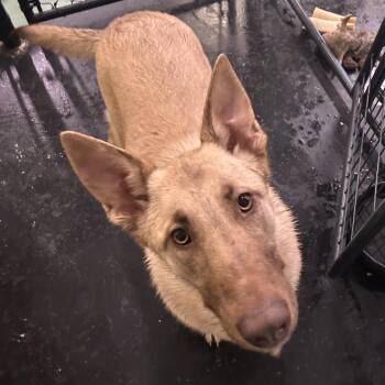 German Shepherd Dog Dogs Available for Adoption in Duck River, Tennessee - Xena | PetCurious