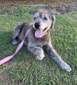 Edith -  Schnauzer and Poodle Dog for Adoption in San Diego, California - Edith | PetCurious
