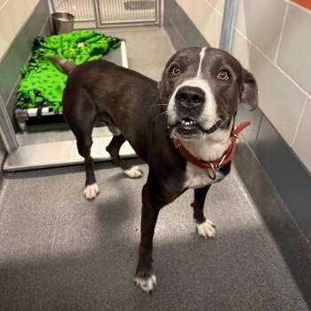 Royal -  Pit Bull Terrier and Labrador Retriever Dog for Adoption in Cedar Rapids, Iowa - Royal | PetCurious