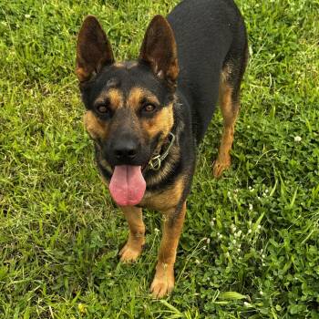 Lincoln -  German Shepherd Dog Dog for Adoption in Ferndale, Washington - Lincoln | PetCurious