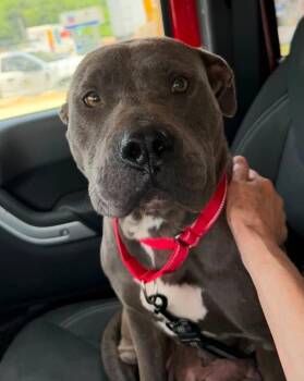 Bonnie -  American Staffordshire Terrier Dog for Adoption in Sheboygan, Wisconsin - Bonnie | PetCurious