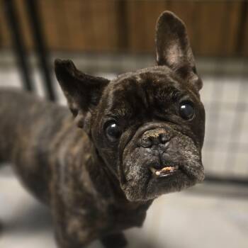 George -  French Bulldog Dog for Adoption in Normal, Illinois - George | PetCurious