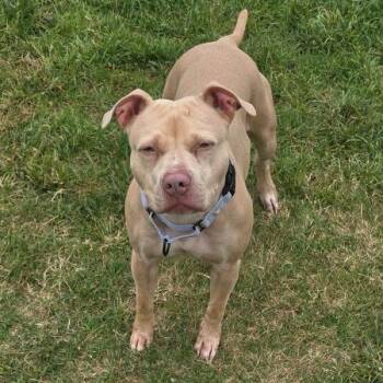 Hazelnut -  Staffordshire Bull Terrier Dog for Adoption in Harrisonburg, Virginia - Hazelnut | PetCurious