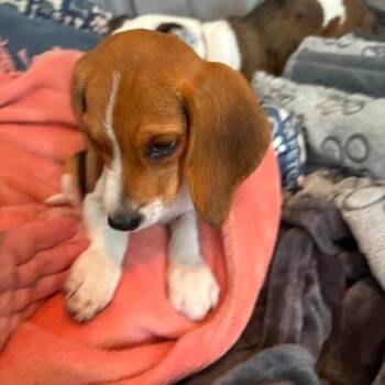 Elvis -  Beagle Dog for Adoption in Santa Fe, Texas - Elvis | PetCurious