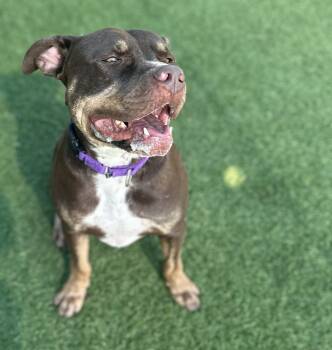 Pit Bull Terrier Dogs Available for Adoption in Eagle, Idaho - Bishop --Blue Courtesy Post. Out Of Town Pet. See Below For Deta | PetCurious