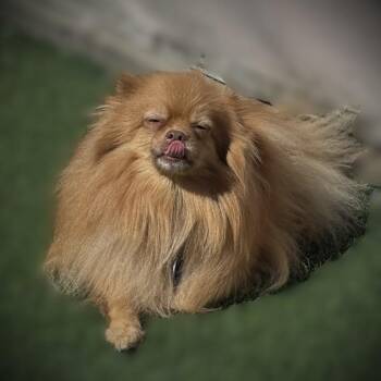 Ginger -  Pomeranian Dog for Adoption in Tempe, Arizona - Ginger | PetCurious