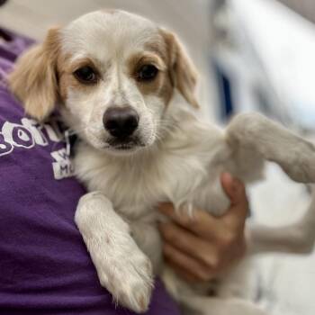 Luke -  Mixed Breed Dog for Adoption in San Francisco, California - Luke | PetCurious