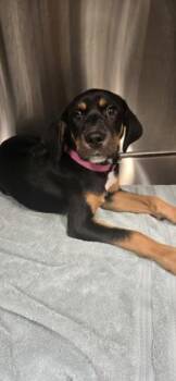 Cassie -  Black And Tan Coonhound and Mixed Breed Dog for Adoption in Daphne, Alabama - Cassie | PetCurious