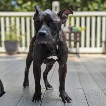 Pippa -  Pit Bull Terrier Dog for Adoption in Raleigh, North Carolina - Pippa | PetCurious